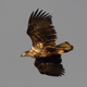 Illustration for article titled The Mythic Eagle.